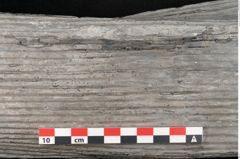 Foto (Detailansicht) von Sigillaria elongata Brongniart (NHMW-GEO-2024-0188-11067)